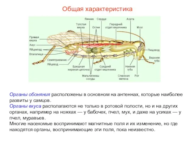 Общая характеристика Органы обоняния расположены в основном на антеннах, которые наиболее развиты