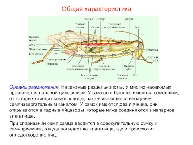 Общая характеристика Органы размножения. Насекомые раздельнополы. У многих насекомых проявляется половой диморфизм.