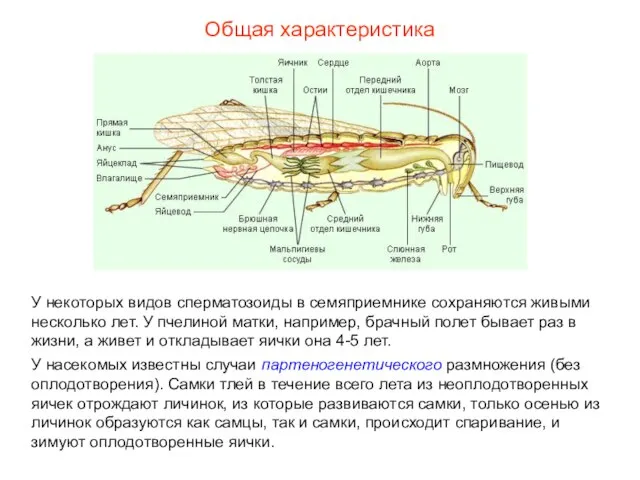 Общая характеристика У некоторых видов сперматозоиды в семяприемнике сохраняются живыми несколько лет.