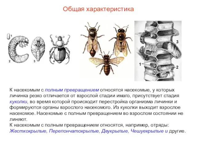 Общая характеристика К насекомым с полным превращением относятся насекомые, у которых личинка