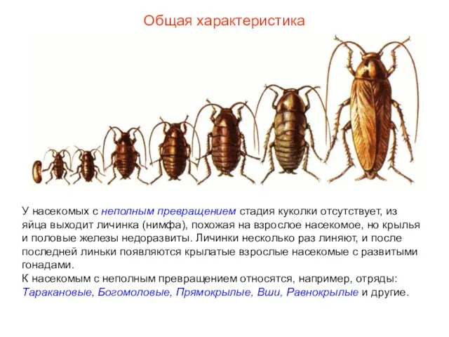 Общая характеристика У насекомых с неполным превращением стадия куколки отсутствует, из яйца