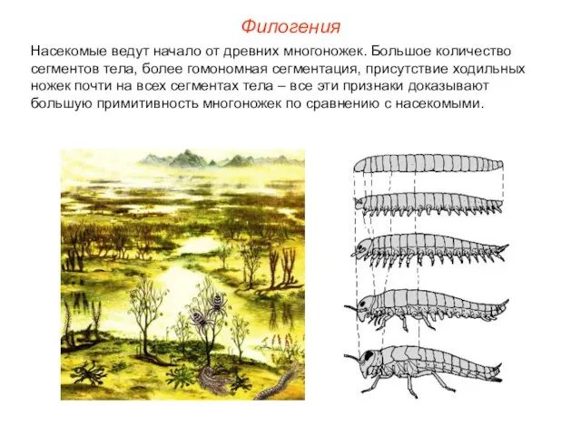 Насекомые ведут начало от древних многоножек. Большое количество сегментов тела, более гомономная