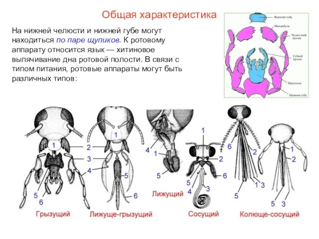 Общая характеристика На нижней челюсти и нижней губе могут находиться по паре