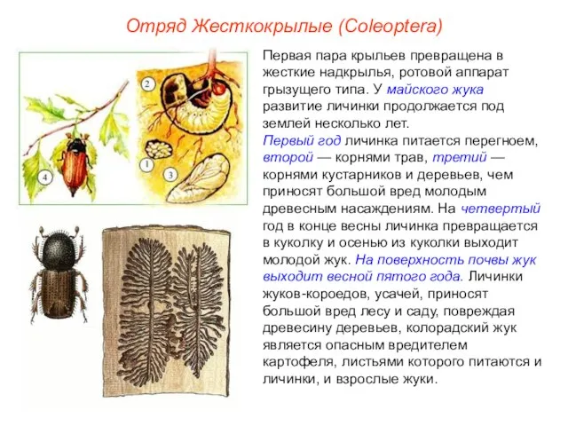 Отряд Жесткокрылые (Coleoptera) Первая пара крыльев превращена в жесткие надкрылья, ротовой аппарат