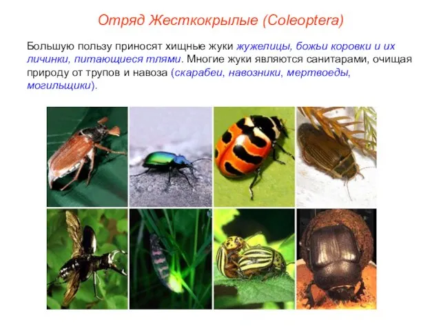 Отряд Жесткокрылые (Coleoptera) Большую пользу приносят хищные жуки жужелицы, божьи коровки и