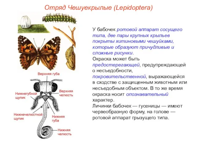 Отряд Чешуекрылые (Lepidoptera) У бабочек ротовой аппарат сосущего типа, две пары крупных