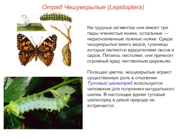 Отряд Чешуекрылые (Lepidoptera) На грудных сегментах они имеют три пары членистых ножек,