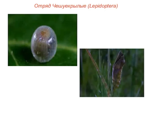 Отряд Чешуекрылые (Lepidoptera)