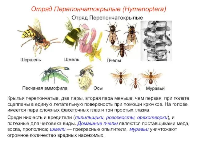 Отряд Перепончатокрылые (Hymenoptera) Крылья перепончатые, две пары, вторая пара меньше, чем первая,