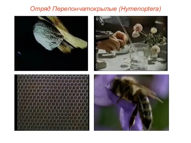 Отряд Перепончатокрылые (Hymenoptera)