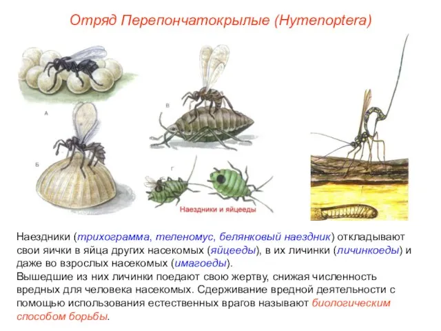 Отряд Перепончатокрылые (Hymenoptera) Наездники (трихограмма, теленомус, белянковый наездник) откладывают свои яички в