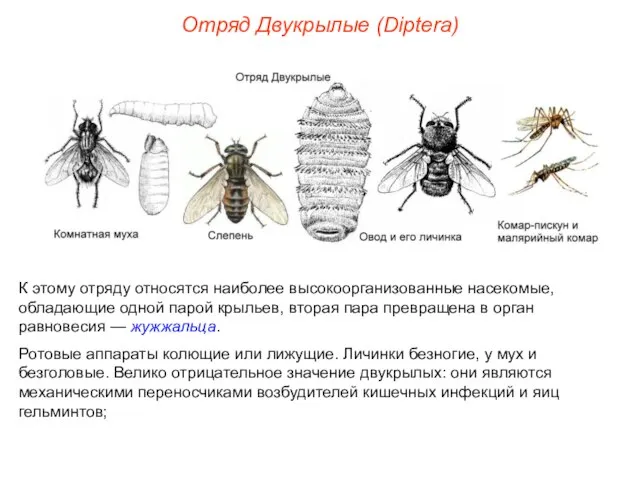 Отряд Двукрылые (Diptera) К этому отряду относятся наиболее высокоорганизованные насекомые, обладающие одной