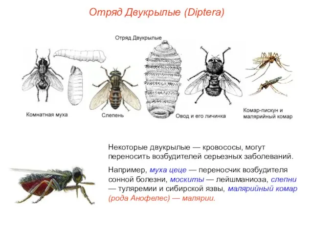 Отряд Двукрылые (Diptera) Некоторые двукрылые — кровососы, могут переносить возбудителей серьезных заболеваний.