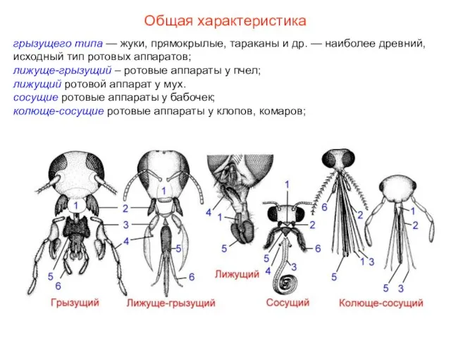 Общая характеристика грызущего типа — жуки, прямокрылые, тараканы и др. — наиболее