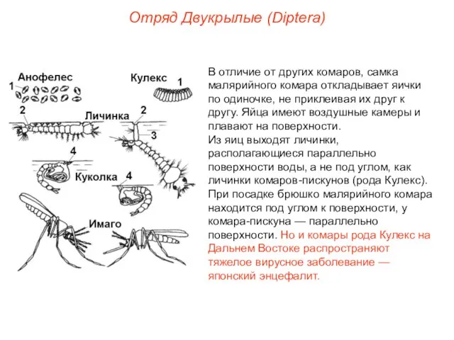 Отряд Двукрылые (Diptera) В отличие от других комаров, самка малярийного комара откладывает