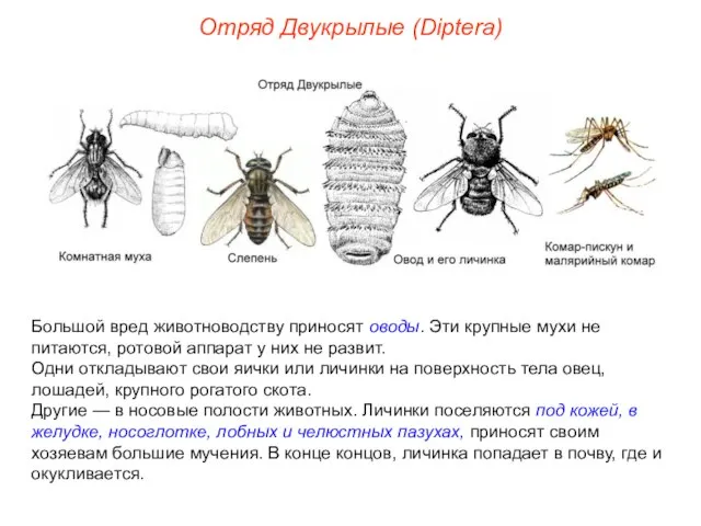 Отряд Двукрылые (Diptera) Большой вред животноводству приносят оводы. Эти крупные мухи не