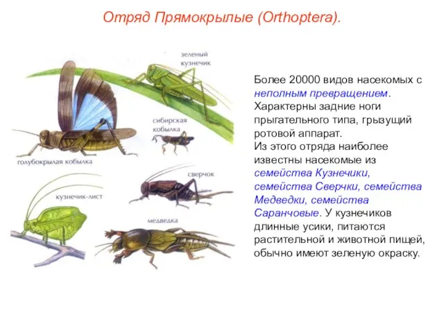 Отряд Прямокрылые (Orthoptera). Более 20000 видов насекомых с неполным превращением. Характерны задние