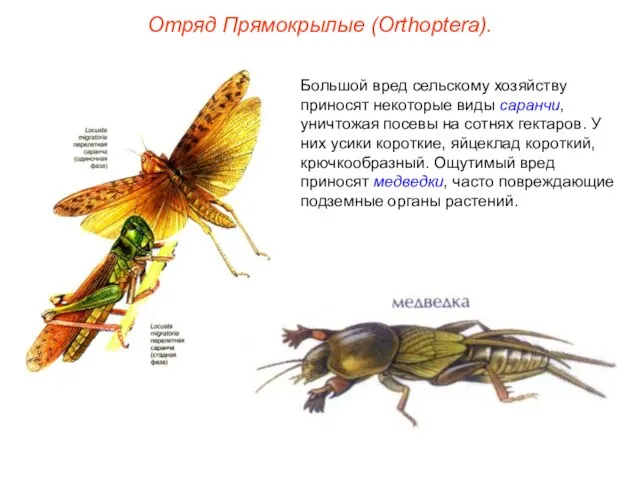 Отряд Прямокрылые (Orthoptera). Большой вред сельскому хозяйству приносят некоторые виды саранчи, уничтожая