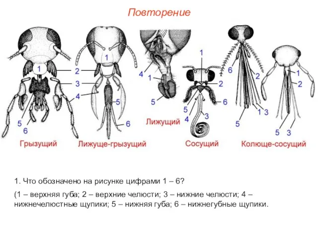 1. Что обозначено на рисунке цифрами 1 – 6? (1 – верхняя