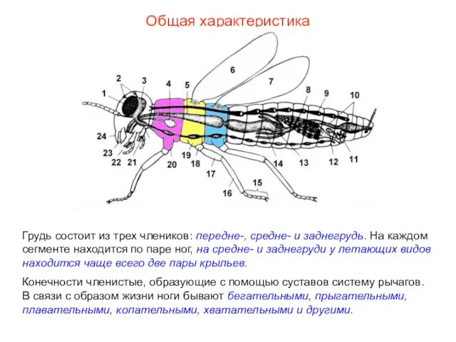 Общая характеристика Грудь состоит из трех члеников: передне-, средне- и заднегрудь. На