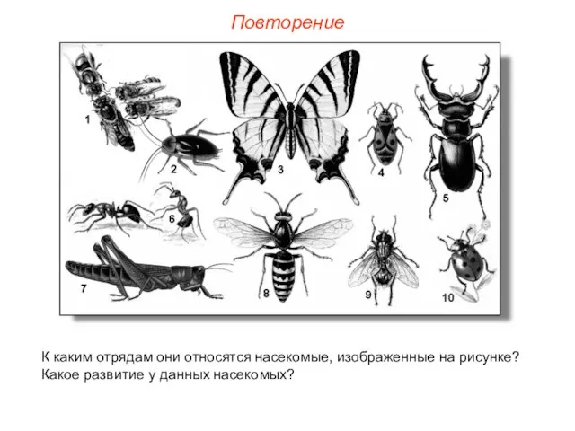 Повторение К каким отрядам они относятся насекомые, изображенные на рисунке? Какое развитие у данных насекомых?