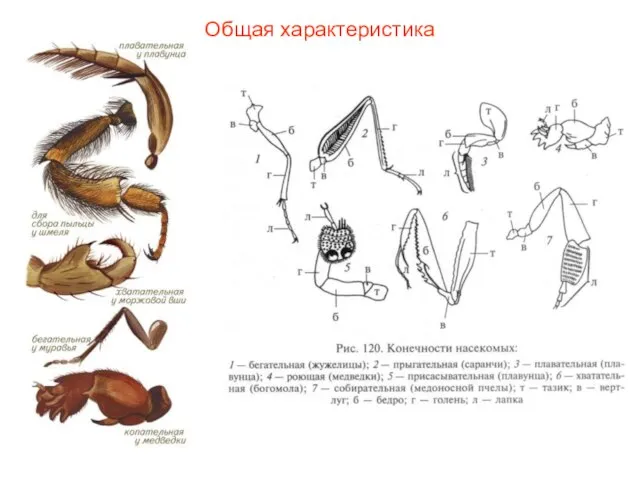 Общая характеристика