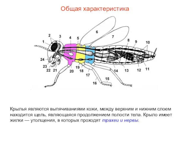 Общая характеристика Крылья являются выпячиваниями кожи, между верхним и нижним слоем находится