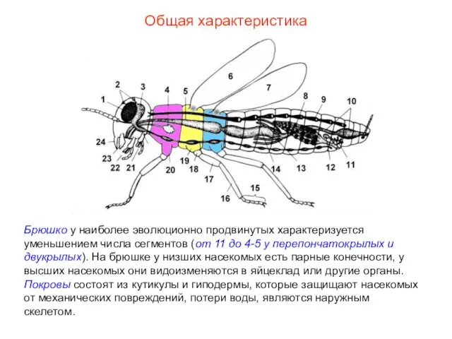 Общая характеристика Брюшко у наиболее эволюционно продвинутых характеризуется уменьшением числа сегментов (от