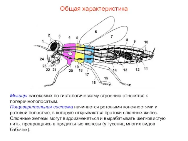 Общая характеристика Мышцы насекомых по гистологическому строению относятся к поперечнополосатым. Пищеварительная система