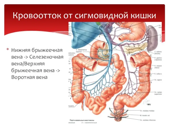 Нижняя брыжеечная вена -> Селезеночная вена/Верхняя брыжеечная вена -> Воротная вена Кровоотток от сигмовидной кишки