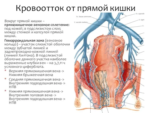 Вокруг прямой кишки – прямокишечное венозное сплетение: под кожей; в подслизистом слое;