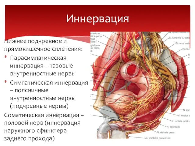 Нижнее подчревное и прямокишечное сплетения: Парасимпатическая иннервация – тазовые внутренностные нервы Симпатическая