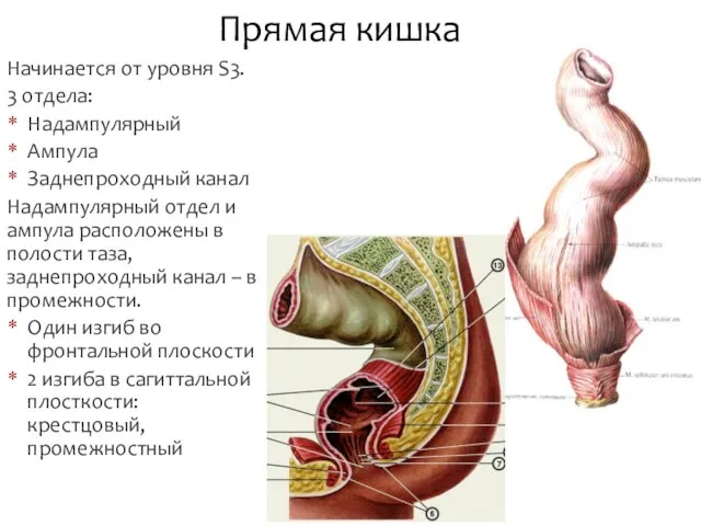 Начинается от уровня S3. 3 отдела: Надампулярный Ампула Заднепроходный канал Надампулярный отдел