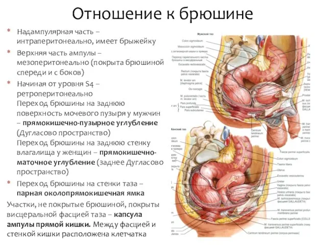 Надампулярная часть – интраперитонеально, имеет брыжейку Верхняя часть ампулы – мезоперитонеально (покрыта