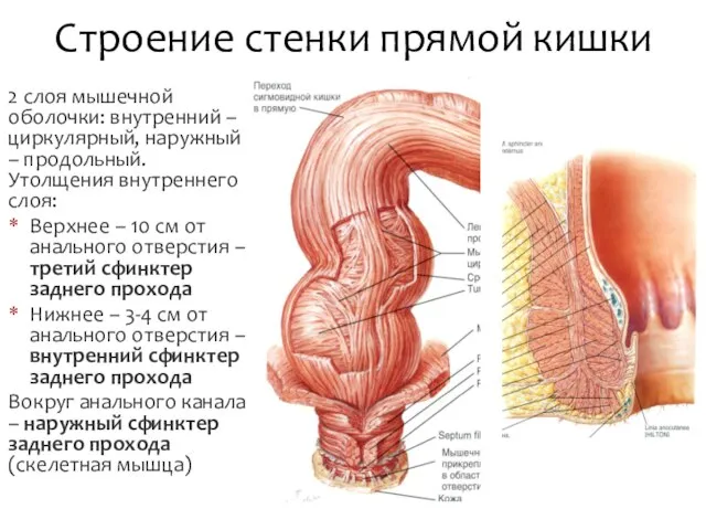 2 слоя мышечной оболочки: внутренний – циркулярный, наружный – продольный. Утолщения внутреннего