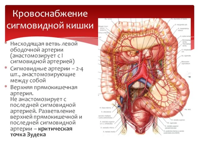 Нисходящая ветвь левой ободочной артерии (анастомозирует с I сигмовидной артерией) Сигмовидные артерии