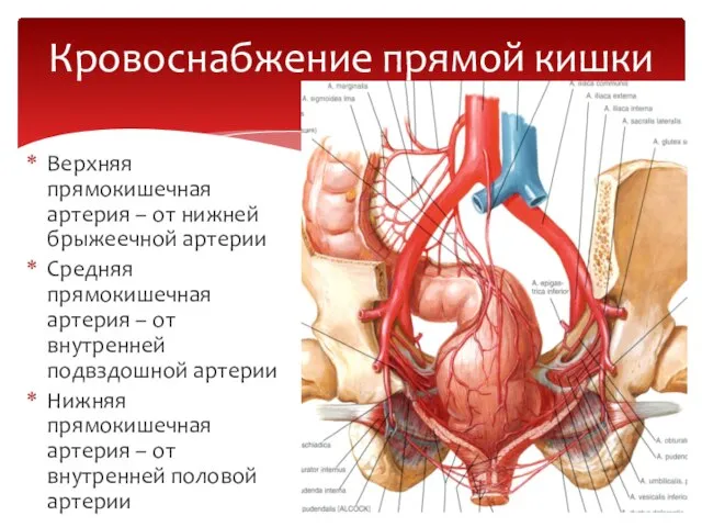 Верхняя прямокишечная артерия – от нижней брыжеечной артерии Средняя прямокишечная артерия –