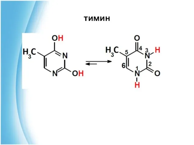 тимин