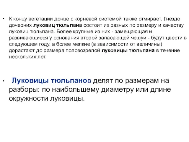 К концу вегетации донце с корневой системой также отмирает. Гнездо дочерних луковиц