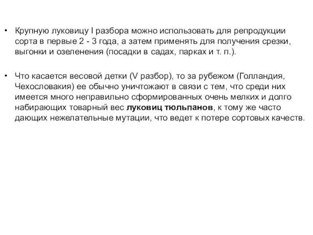 Крупную луковицу I разбора можно использовать для репродукции сорта в первые 2