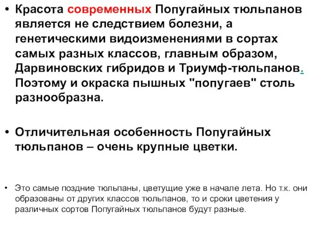 Красота современных Попугайных тюльпанов является не следствием болезни, а генетическими видоизменениями в