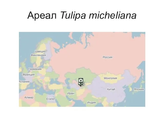 Ареал Tulipa micheliana