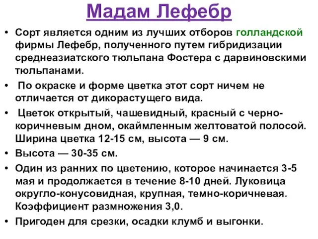 Мадам Лефебр Сорт является одним из лучших отборов голландской фирмы Лефебр, полученного