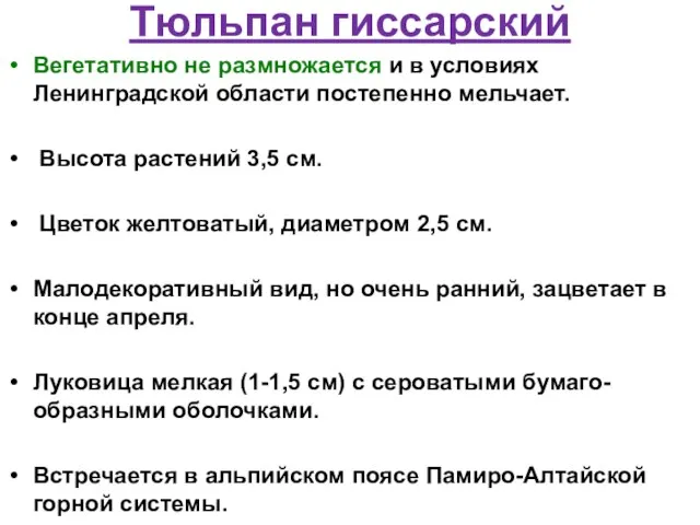 Тюльпан гиссарский Вегетативно не размножается и в условиях Ленинградской области постепенно мельчает.