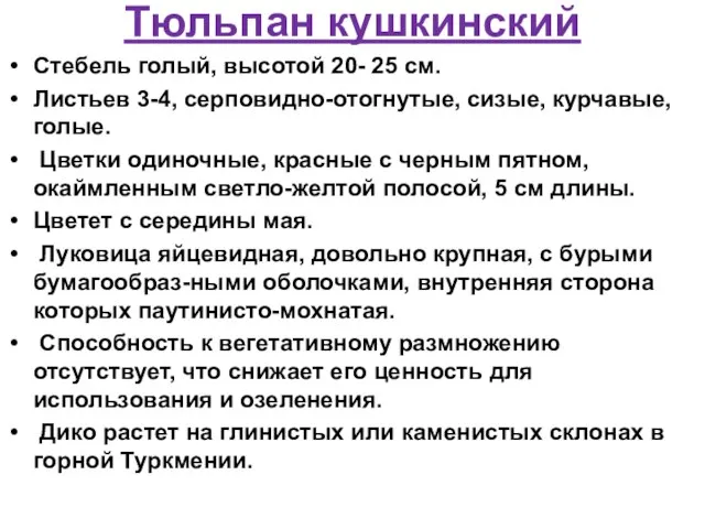 Тюльпан кушкинский Стебель голый, высотой 20- 25 см. Листьев 3-4, серповидно-отогнутые, сизые,