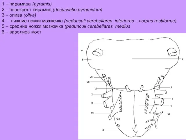 1 – пирамида (pyramis) 2 – перекрест пирамид (decussatio pyramidum) 3 –