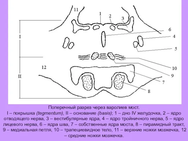 Поперечный разрез через варолиев мост. I – покрышка (tegmentum), II – основание