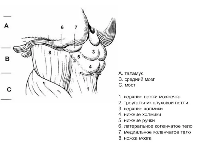 А. таламус В. средний мозг С. мост 1. верхние ножки мозжечка 2.