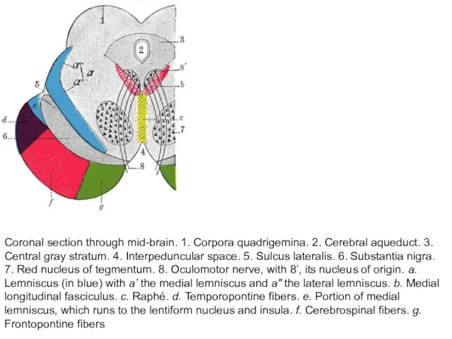 Coronal section through mid-brain. 1. Corpora quadrigemina. 2. Cerebral aqueduct. 3. Central