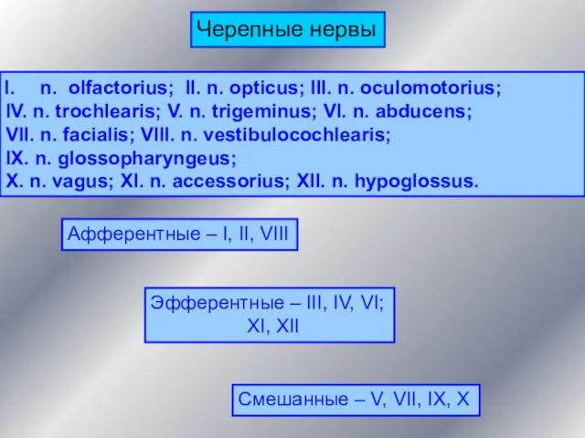 n. olfactorius; II. n. opticus; III. n. oculomotorius; IV. n. trochlearis; V.